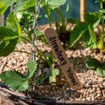 Wooden Plant Labels 15cm - Biodegradable Garden Markers | 25 Seeds