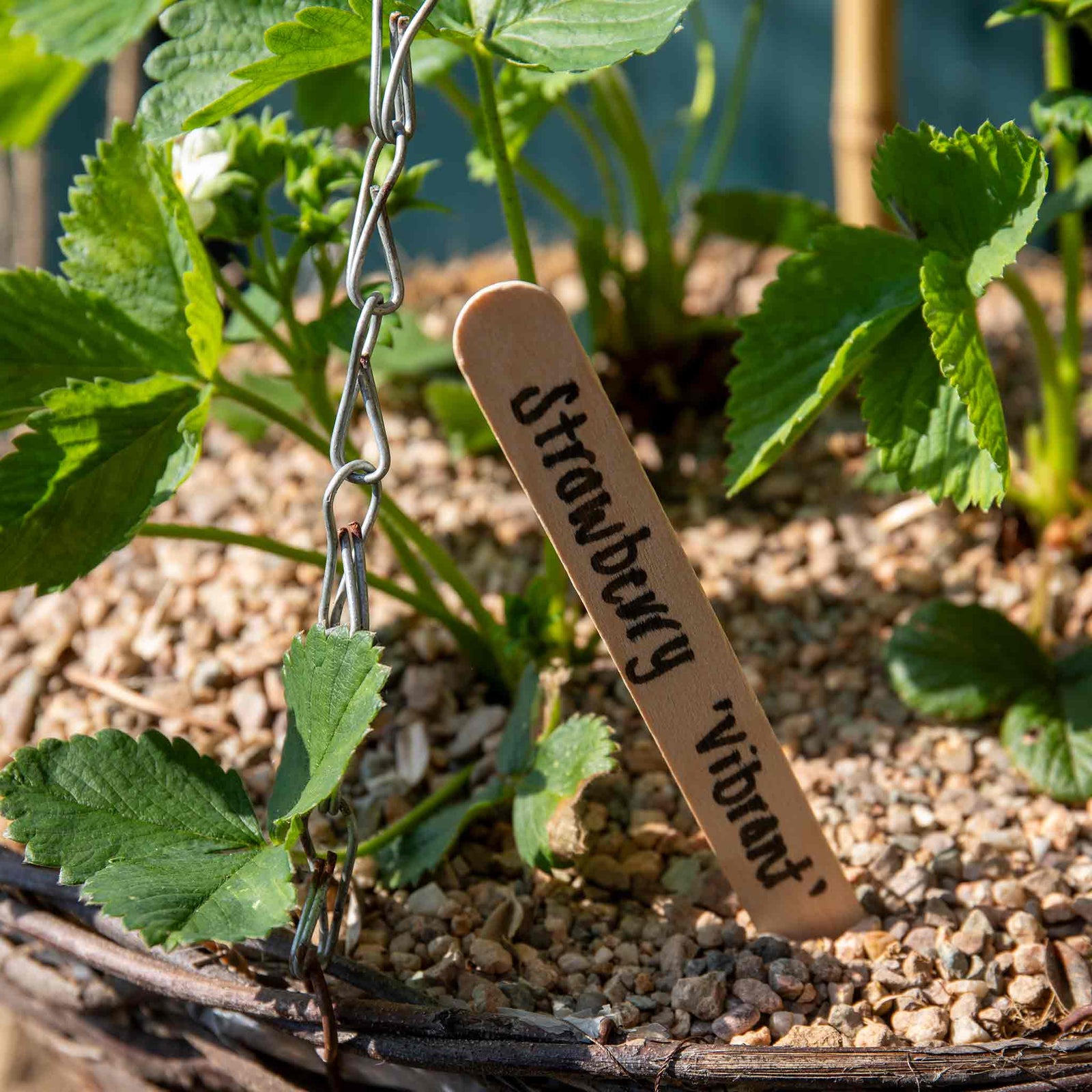 Wooden Plant Labels 15cm - Biodegradable Garden Markers | 25 Seeds