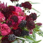 Scabious 'blackberry Scoop' Purple-black Pincushion Flowers | 12 x Plug Plants | Purple