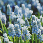 Hayloft Muscari Armeniacum Peppermint - 30 x Bulbs
