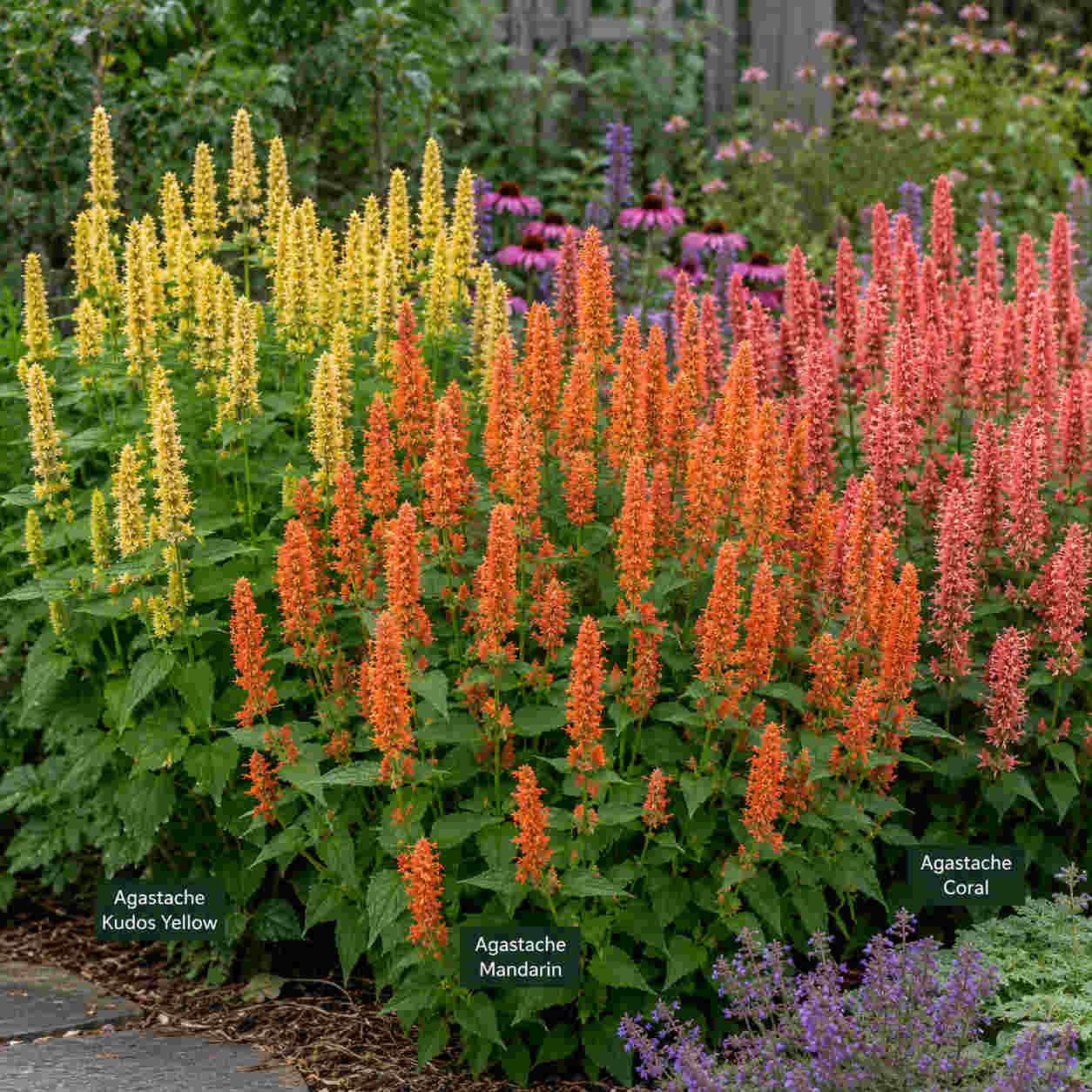 Agastache Kudos Collection - Plug Plants | 3 x Plug Plants | Multi