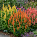 Agastache Kudos Collection - Plug Plants | 6 x Plug Plants | Multi