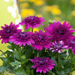 Osteospermum Dalina Double Purple Plug Plant | 12 x Plug Plants | Purple