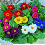 Primrose Husky Mixed Plants | Set of 60