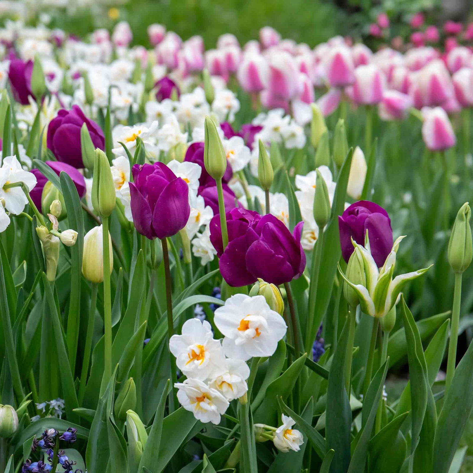 Tulip Purple Prince | 10 x Bulbs | Purple