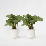 Prayer Plant - 2 Pcs. - Calathea 'orbifolia' - Height 55-60cm - ⌀21cm | Set of 2 | Green