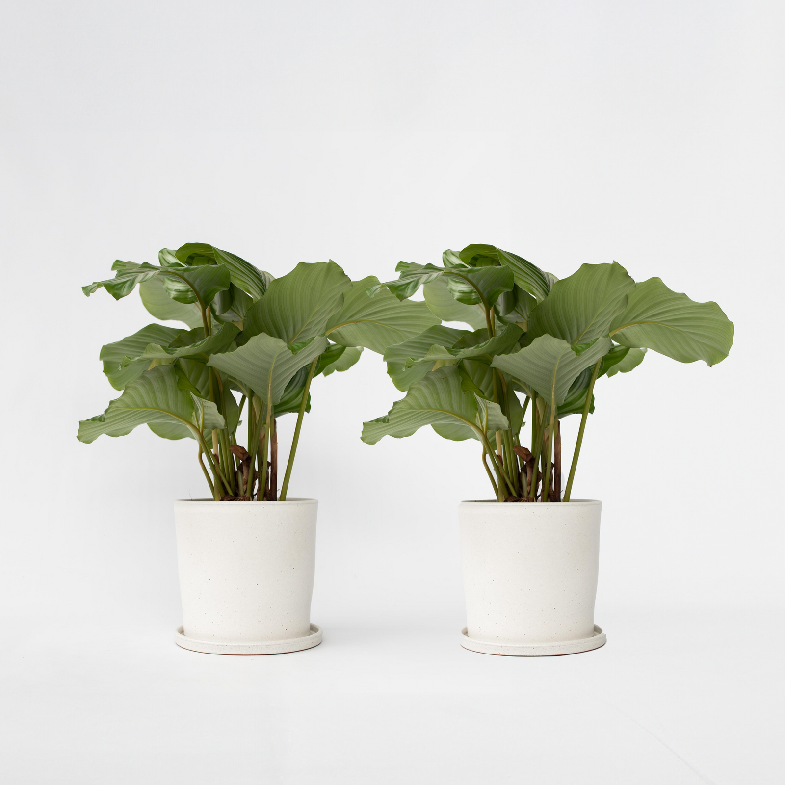 Prayer Plant - 2 Pcs. - Calathea 'orbifolia' - Height 55-60cm - ⌀21cm | Set of 2 | Green