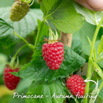 Primocane Raspberry Collection — Rhs Award Winners (6 Canes) | Set of 6