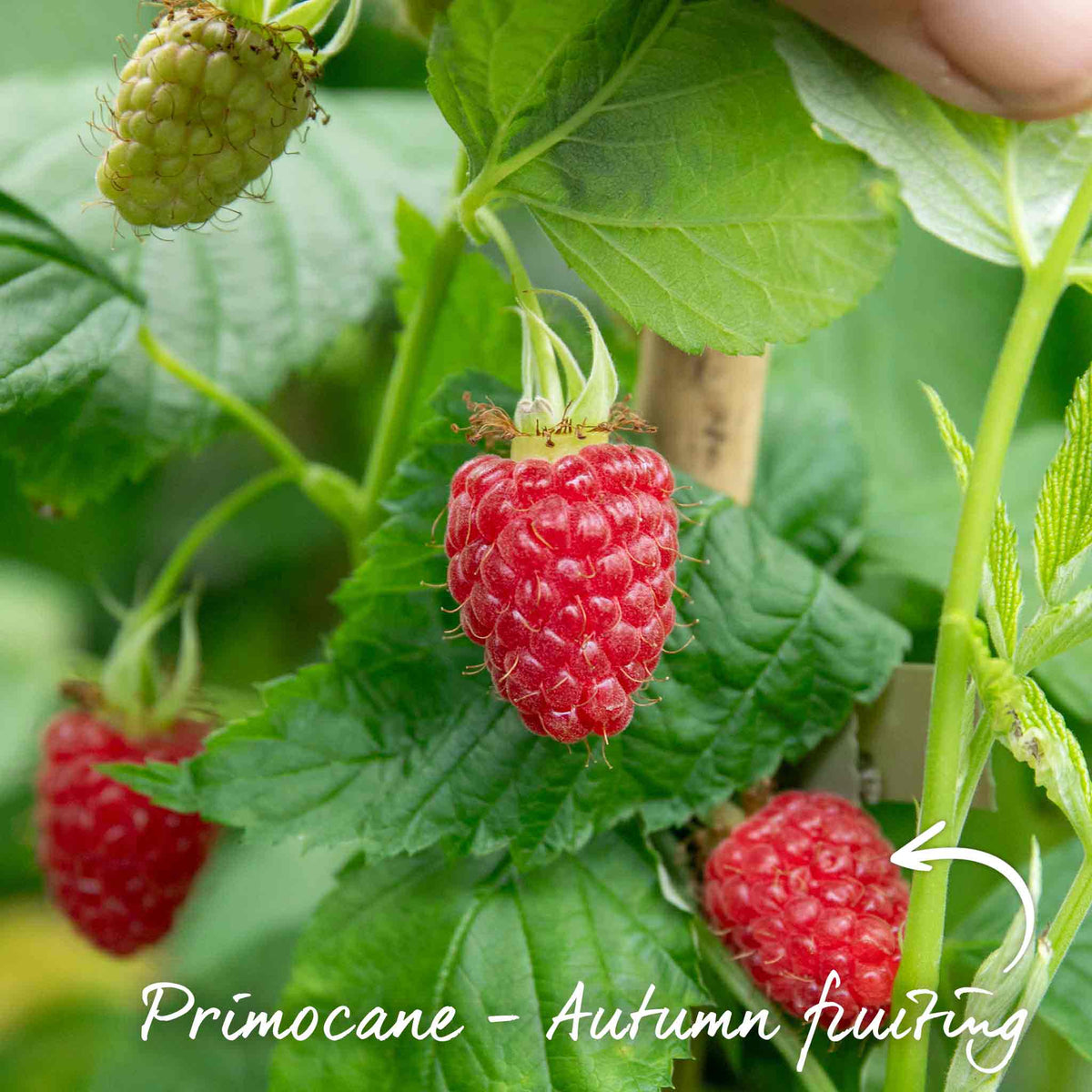 Primocane Raspberry Collection — Rhs Award Winners (6 Canes) | Set of 15