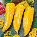 Corno De Toro Yellow Sweet Pepper Plant | 3 x Jumbo Plugs