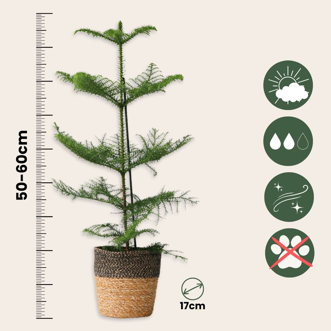 Norfolk Island Pine - Araucaria Heterophylla - Height 50-60cm - ⌀17cm | Set of 1 | Green