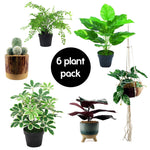 Pack Of 6 Artificial Plants