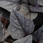 Hayloft Ipomoea Solar Power Black Heart - 6 Young Plants