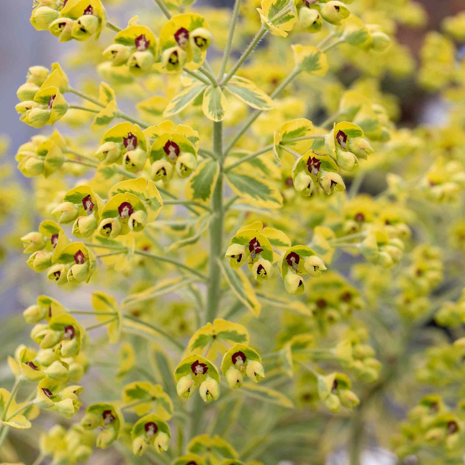 Euphorbia Martinii 'ascot Rainbow' Variegated Perennial | 1 x 2L | Green & Pink