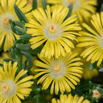 Delosperma Cooperi Solstice Duo - Plug Plants | Set of 4 | Multi