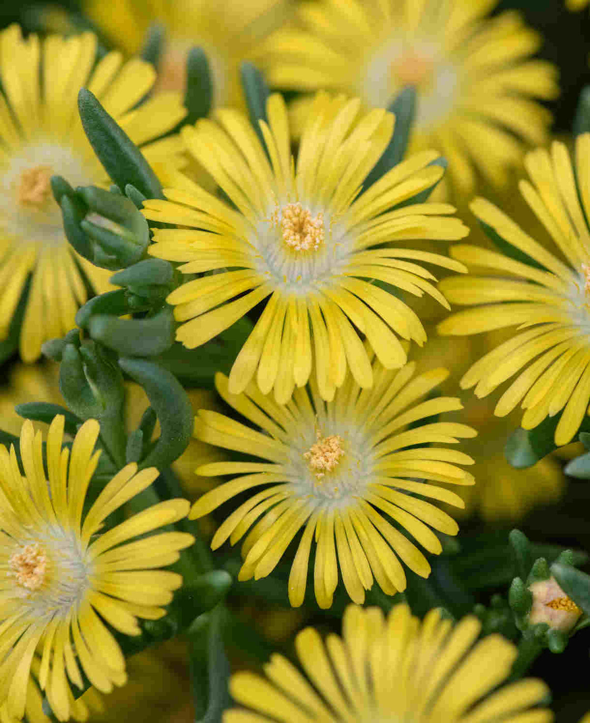 Delosperma Cooperi Solstice Duo - Plug Plants | Set of 4 | Multi