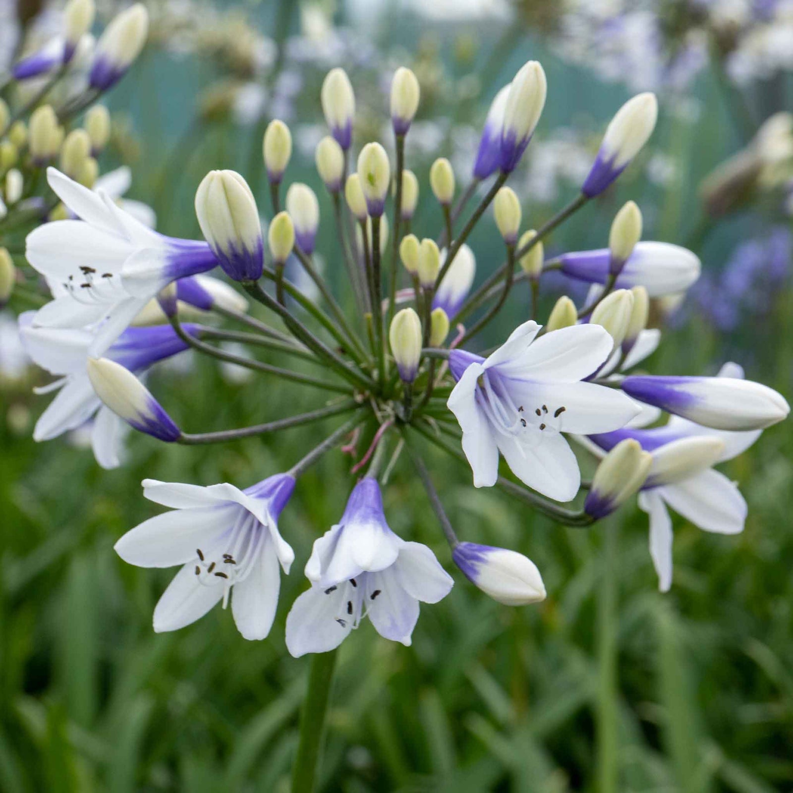 Agapanthus 'twister' (bicolour, Rhs Agm, 60cm) | 3 x 9cm | Blue & White