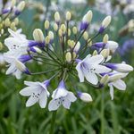 Agapanthus 'twister' (bicolour, Rhs Agm, 60cm) | 1 x 2L | Blue & White