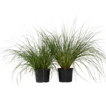 Fountain Grass - 2 Pcs. - Pennisetum Alopecuroides 'hameln' - H20-30cm - ⌀23cm | Set-of-2 | Green