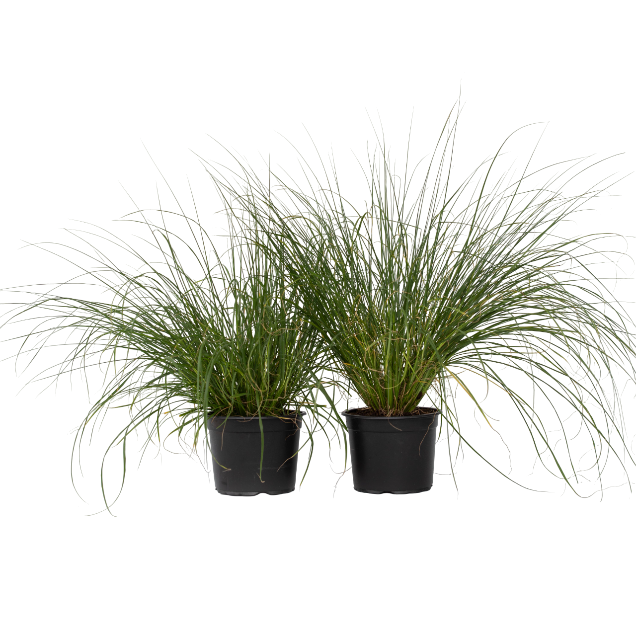 Fountain Grass - 2 Pcs. - Pennisetum Alopecuroides 'hameln' - H20-30cm - ⌀23cm | Set-of-2 | Green
