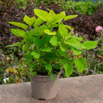 Hydrangea 'annabelle' White - Award-winning Large 30 Cm Blooms | 1 x 3L | White