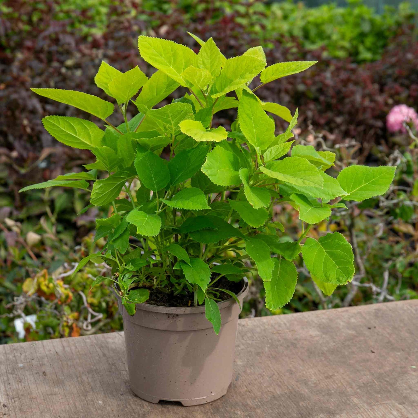 Hydrangea 'annabelle' White - Award-winning Large 30 Cm Blooms | 1 x 7.5L | White