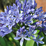 Agapanthus 'blue Baby' - 9cm Pots | 1 x 9cm | Blue