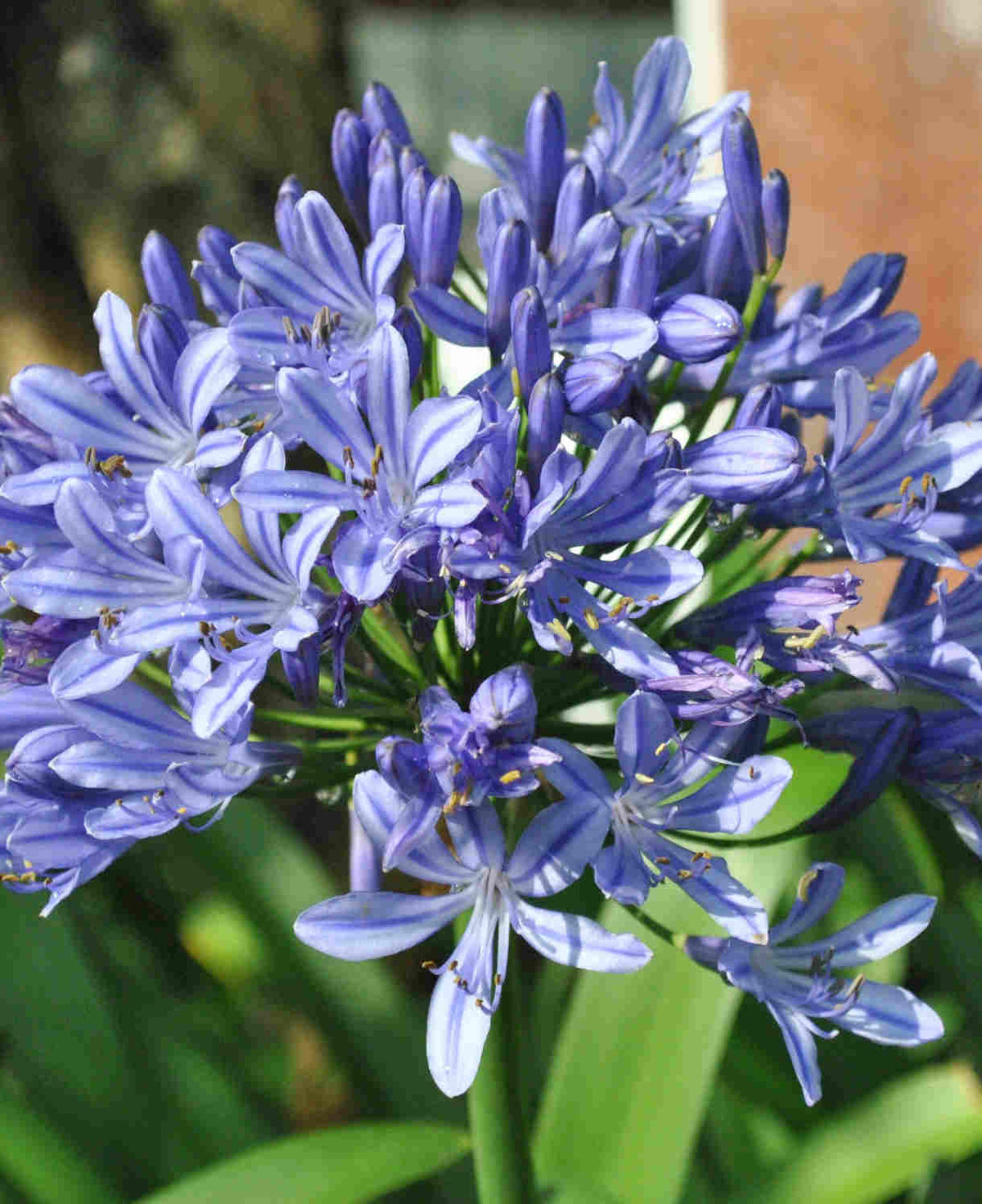 Agapanthus 'blue Baby' - 9cm Pots | 1 x 9cm | Blue