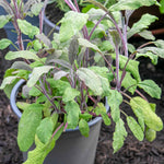 Sage 'purpurascens' (purple Sage) 1l Pot | 1 x 7cm | Green & White