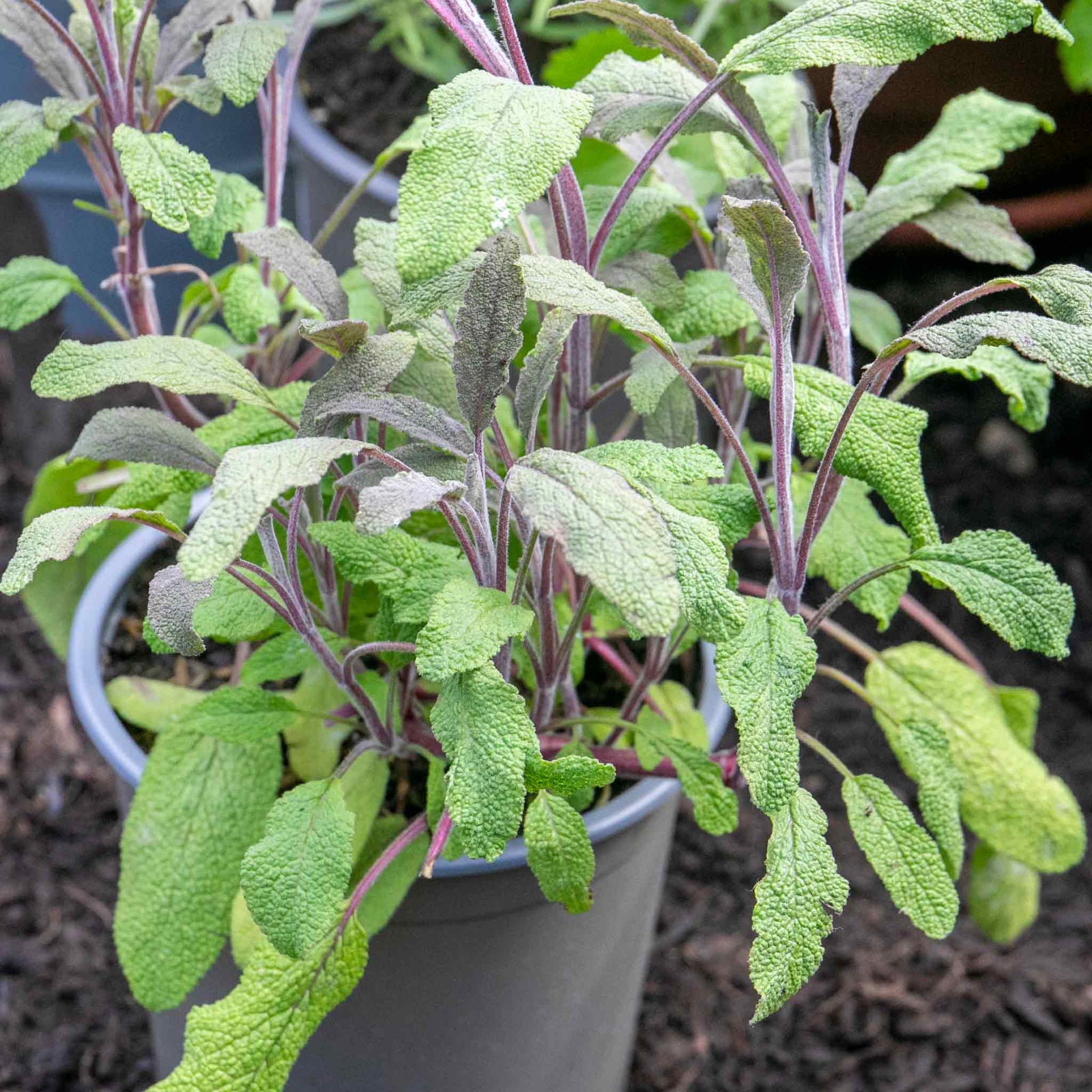 Sage 'purpurascens' (purple Sage) 1l Pot | 1 x 7cm | Green & White