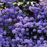 1x 4-5ft Large Ceanothus Dentatus Shrub - Flowering Evergreen Plant Supplied In A 5 Litre Pot