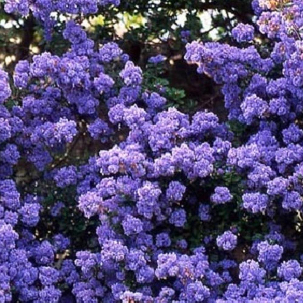 1x 4-5ft Large Ceanothus Dentatus Shrub - Flowering Evergreen Plant Supplied In A 5 Litre Pot