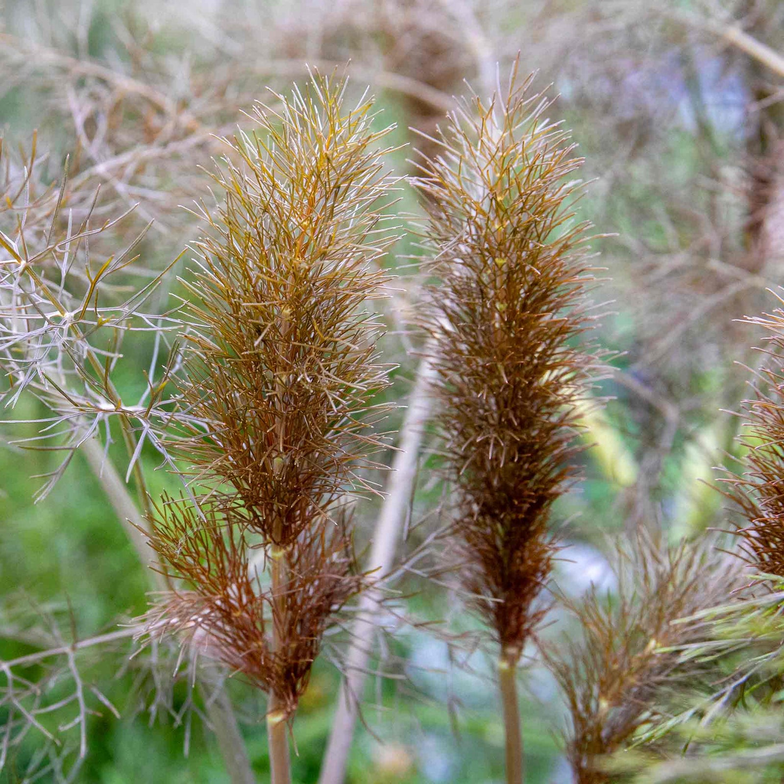 Bronze Fennel (foeniculum Vulgare 'purpureum') | 3 x 9cm | Purple & Green