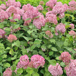 Hydrangea Arborescens Candybelle Bubblegum - 9cm pots | 3 x 9cm | Pink