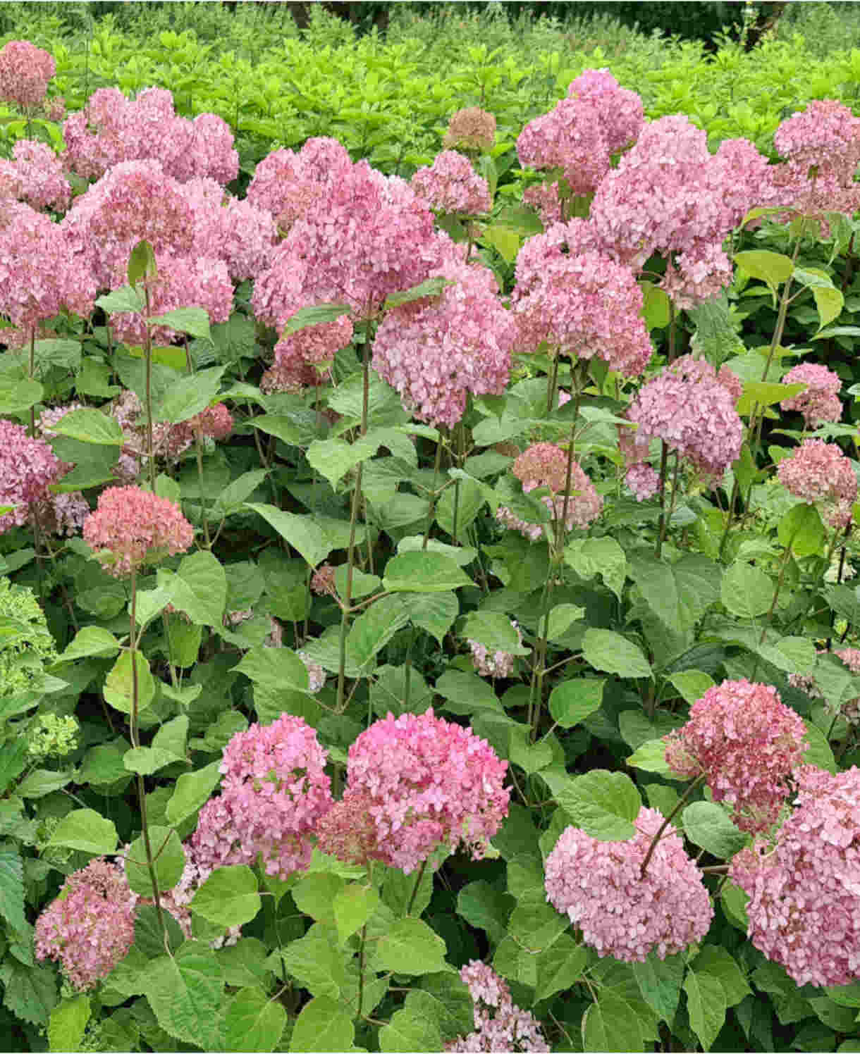 Hydrangea Arborescens Candybelle Bubblegum - 9cm pots | 3 x 9cm | Pink