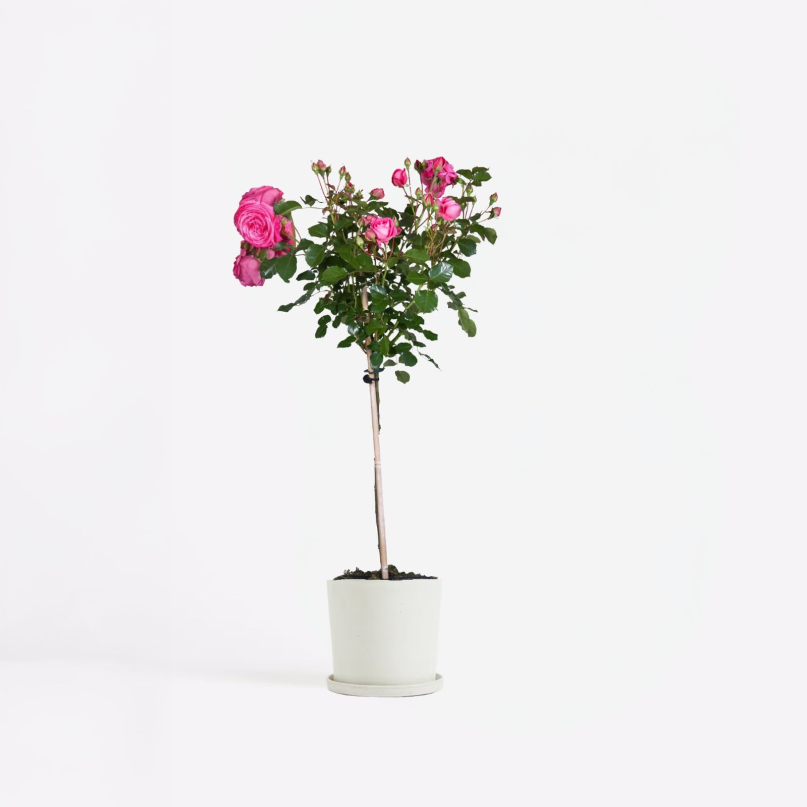 Palace Rose - Height 80-100cm - ⌀19cm | Set-of-1 | Pink