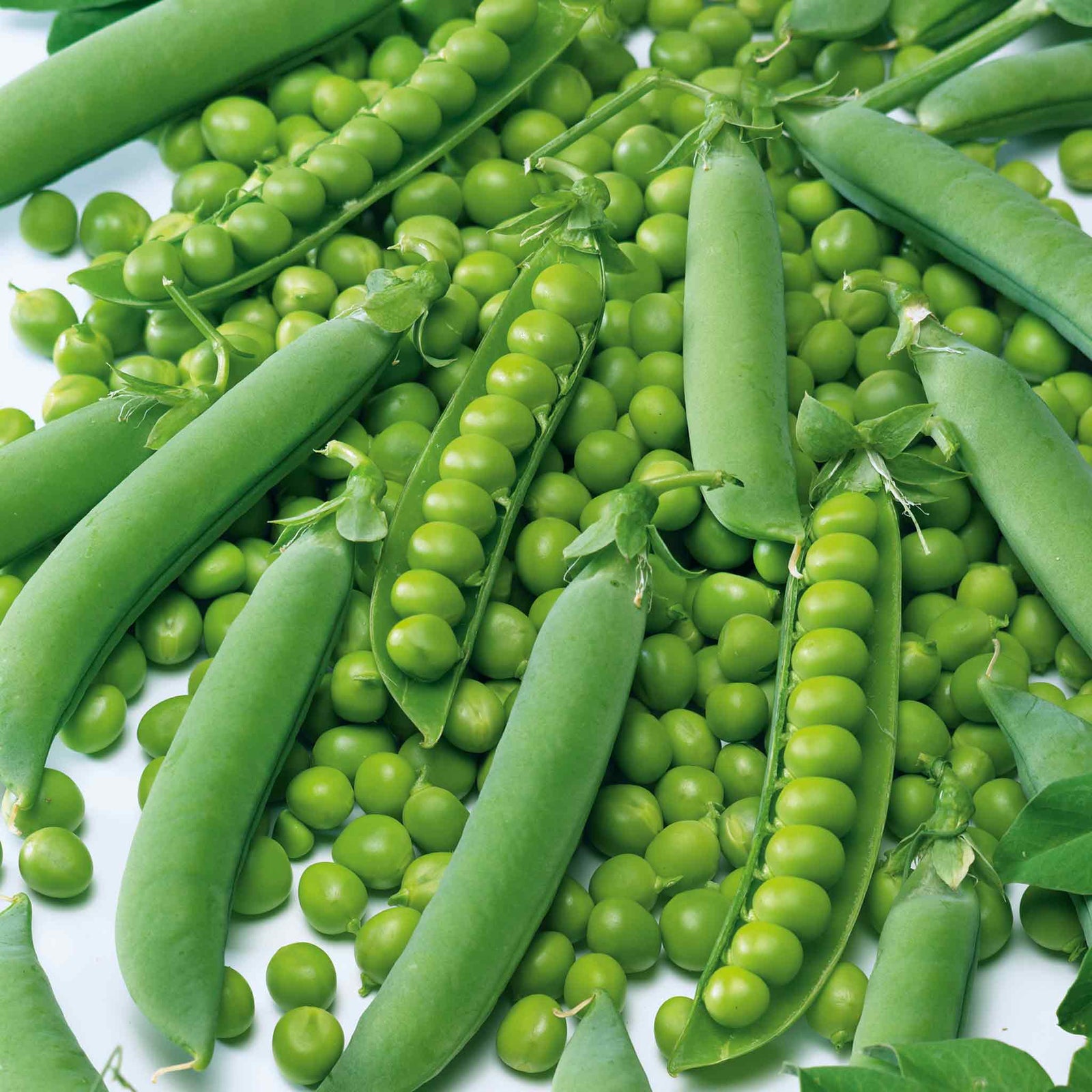 Pea 'alderman' Maincrop - Multi-sown Despatched From May | 12 x Plug Plants | Green