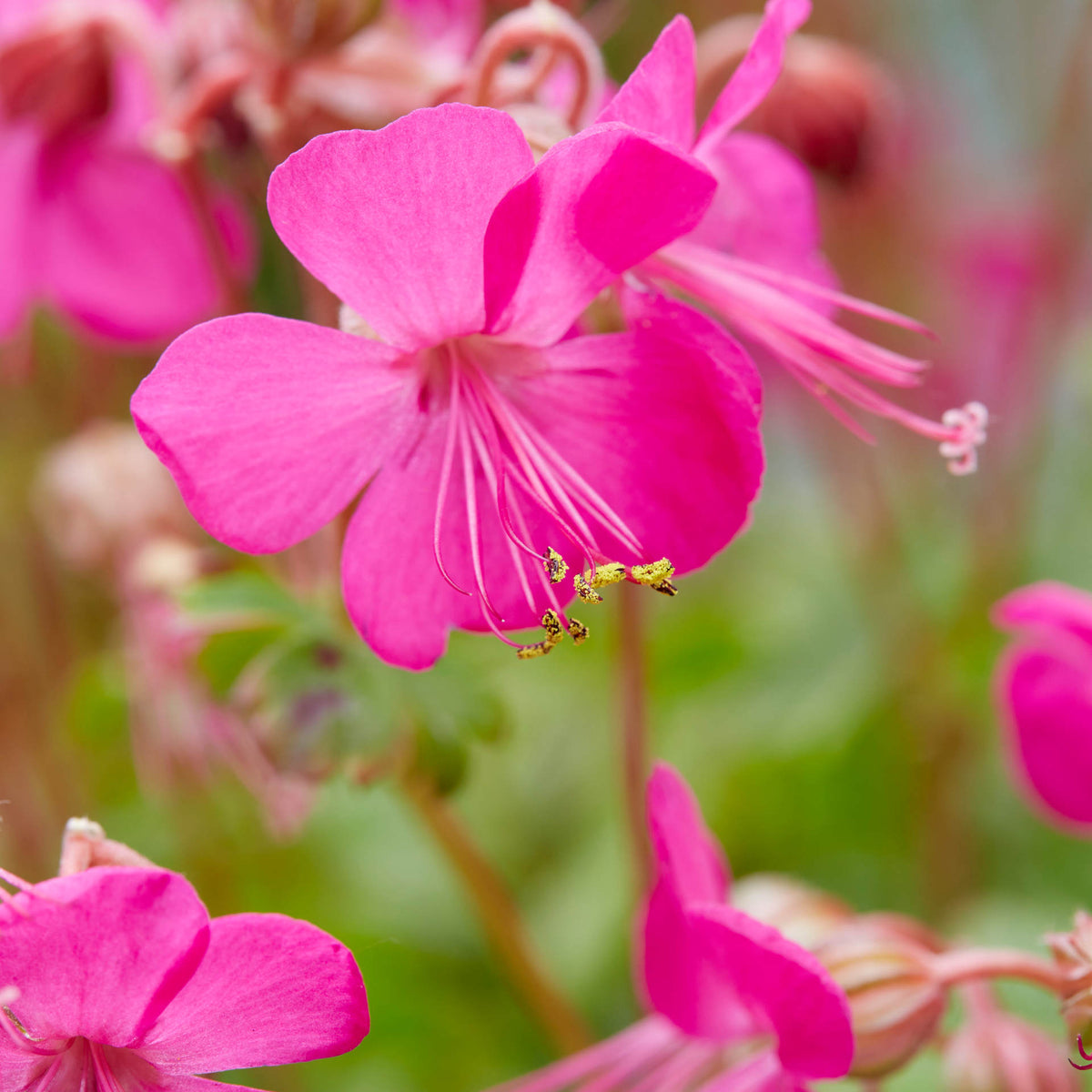 Hayloft Geranium X Cantabrigiense 'intense' - 9cm Pots