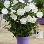 Hibiscus White Chiffon - 9cm pot | 1 x 9cm | Creamy White
