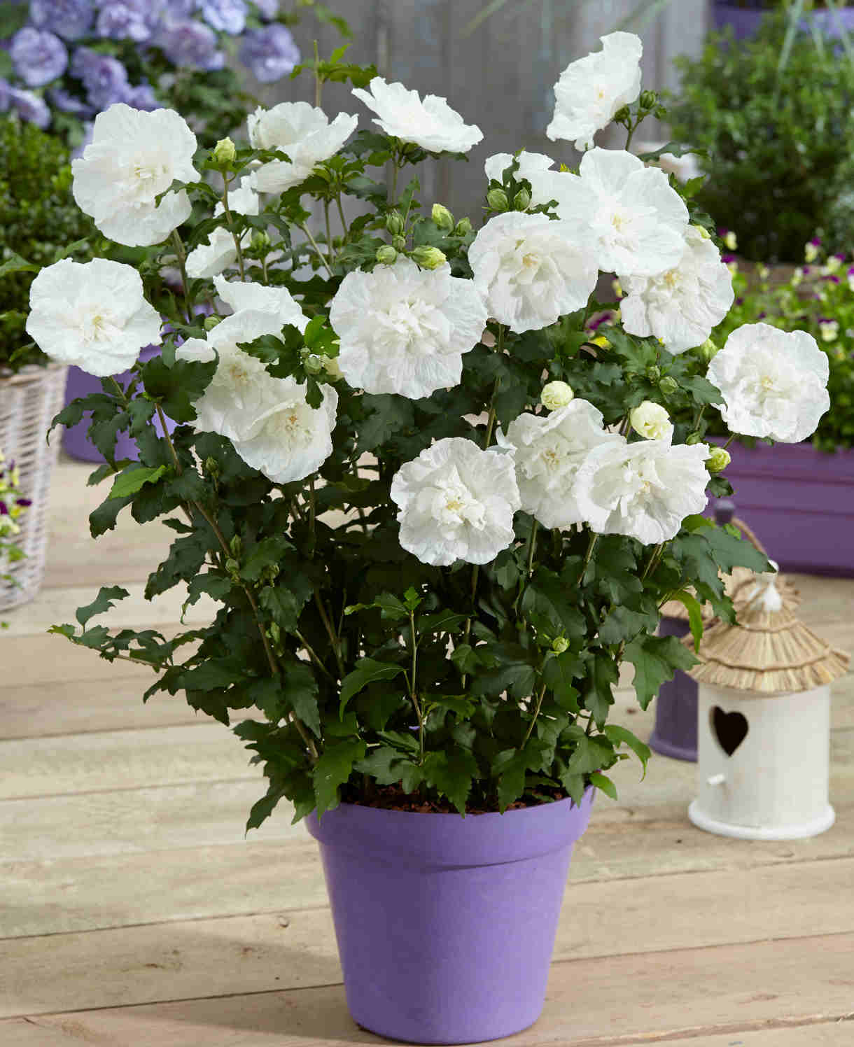 Hibiscus White Chiffon - 9cm pot | 1 x 9cm | Creamy White