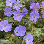 Geranium Rozanne 9cm Pot | Set of 2