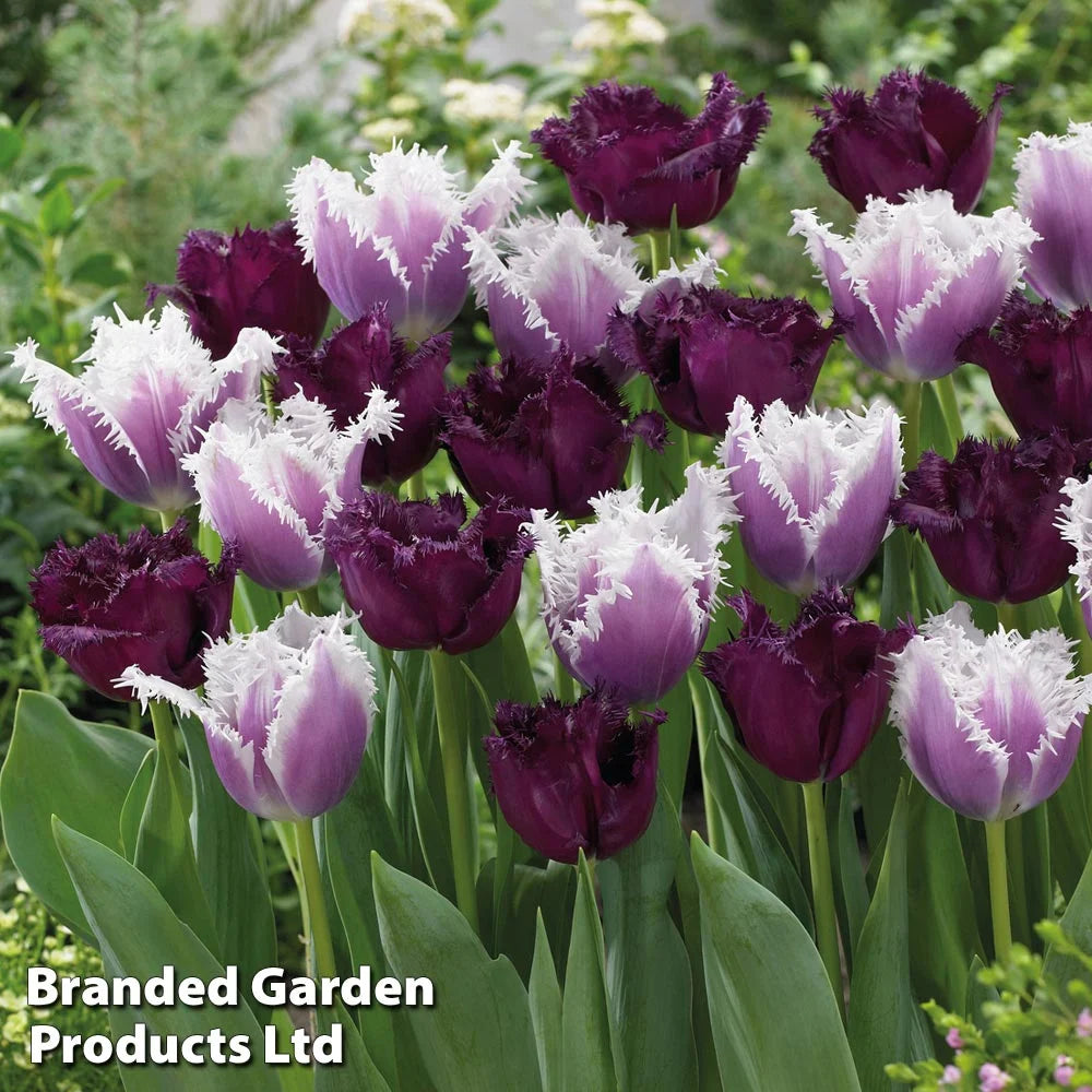 Thompson & Morgan Tulip Black Cherry Frost 32 Bulbs