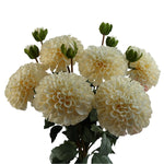 6 X Dhalia Pompom Artificial Flowers Cream