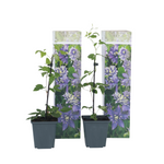 Leather Flower - Clematis Hybrid 'Taiga' - Height 25-40cm - ⌀9cm | Set of 2 | Purple