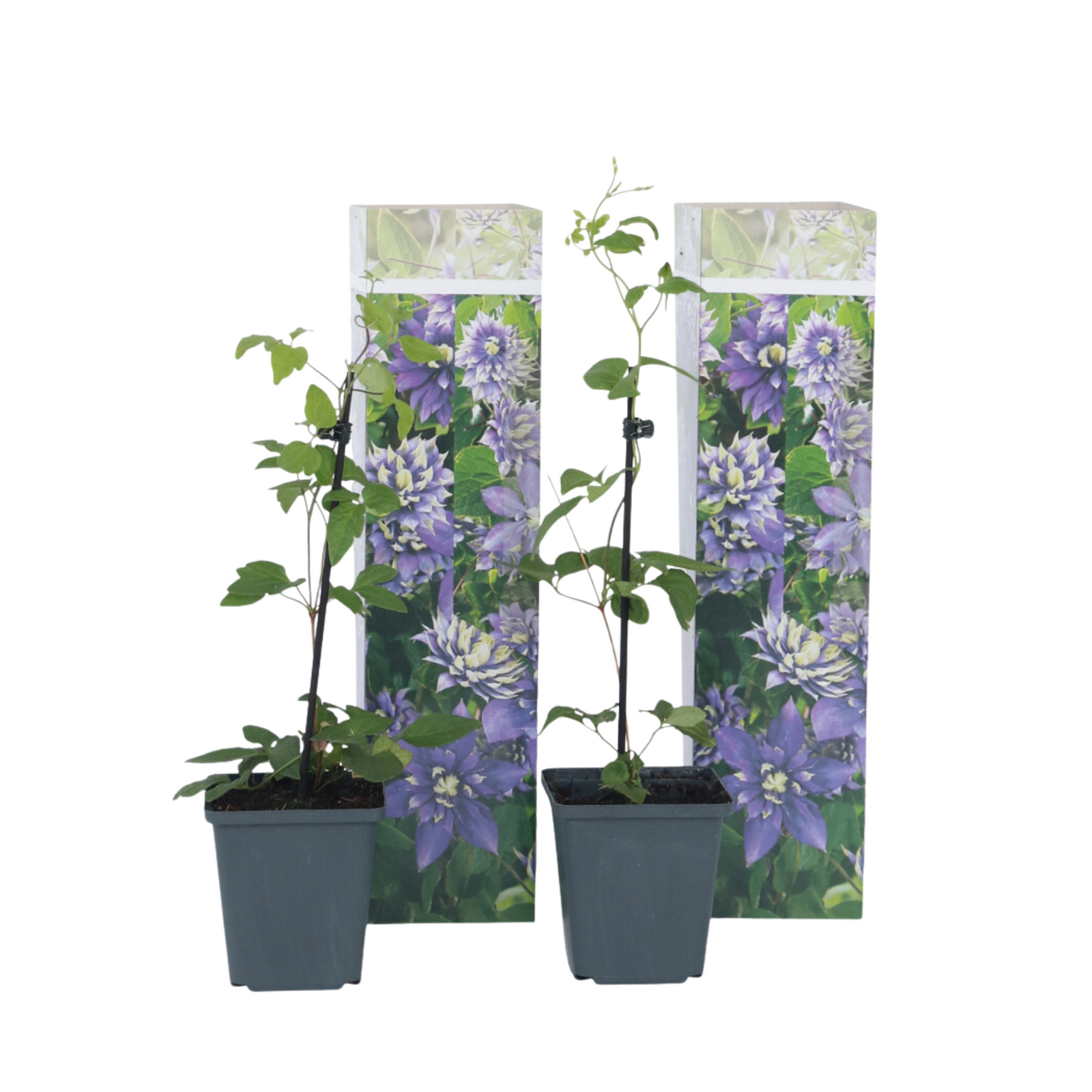 Leather Flower - Clematis Hybrid 'Taiga' - Height 25-40cm - ⌀9cm | Set of 2 | Purple