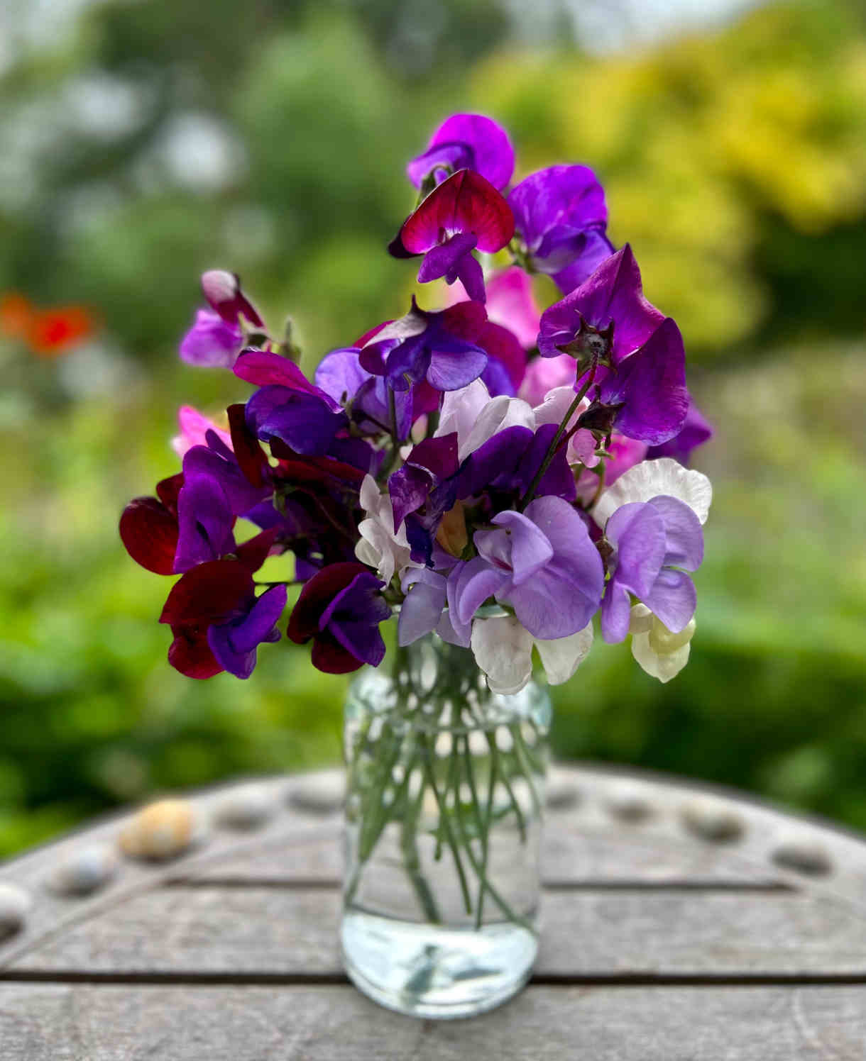 Lathyrus Odoratus 'old Fashioned Mix' | Set-of-6 | Multi