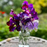 Lathyrus Odoratus 'old Fashioned Mix' | Set-of-12 | Multi