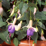 Fuchsia 'carmel Blue' Double-flowered Hanging Basket Plant | 6 x Plug Plants | Multi