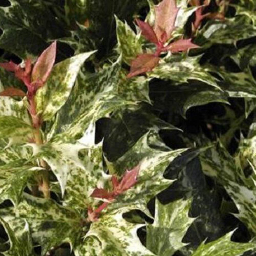 1x Osmanthus Goshiki Tricolor Plant Evergreen Garden Shrub