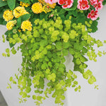Lysimachia 'goldilocks' (golden Creeping Jenny) Trailing Evergreen For Pots And Baskets | 12 x Plug Plants | Green